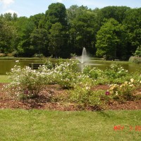 200th Anniversary of the Noisette Rose Celebration