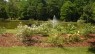 200th Anniversary of the Noisette Rose Celebration